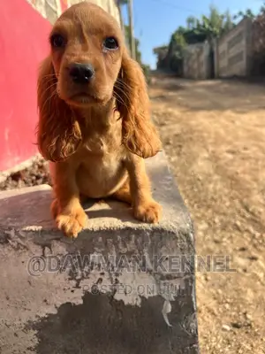 1-3 months Female Purebred Cocker Spaniel