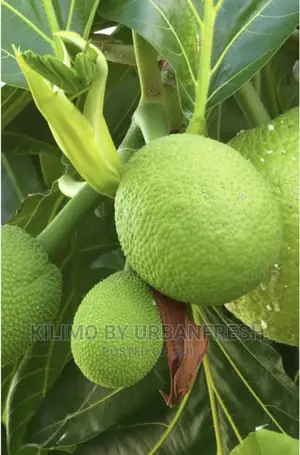 Bread Fruit Seedlings