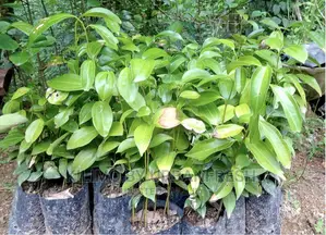 Cinnamon Seedlings