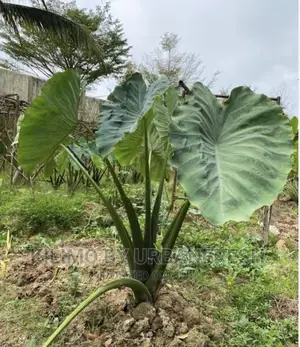 Yam Suckers for Planting Bunch of 100