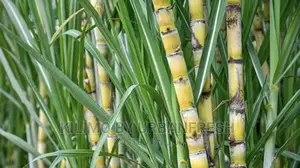 Sugarcane Suckers for Planting Bunch of 100.
