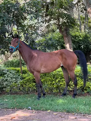 Brown Mare for Sale