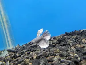 Nice Male Betta Fish