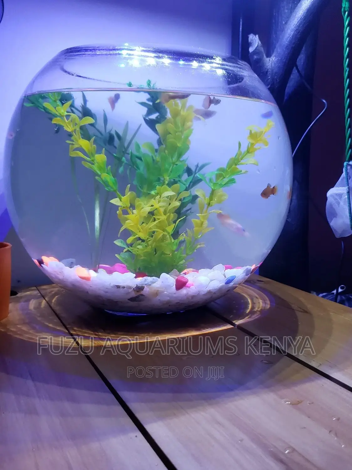 Large Fish Bowl Aquarium