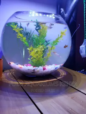 Large Fish Bowl Aquarium