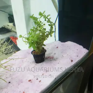 Aquarium Live Plants - Potted