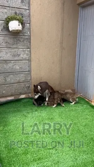 0-1 month Male Purebred Siberian Husky