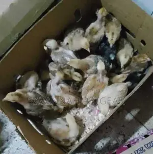 1 Month Old Improved Kienyeji Chicks - F1 Sasso Chicks