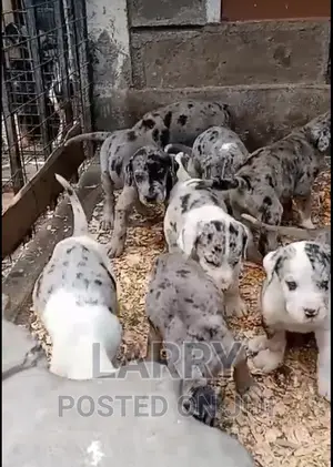 1-3 months Female Purebred Great Dane