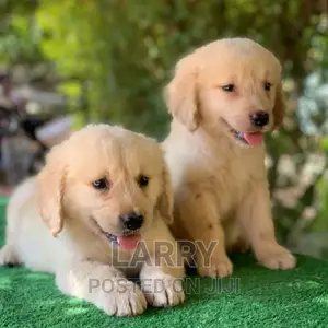 1-3 months Female Purebred Golden Retriever