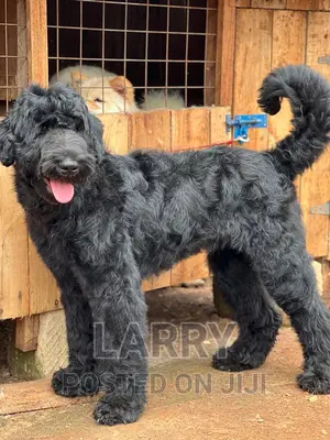 1+ year Female Purebred Black Russian Terrier