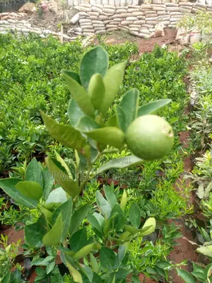Sweet Pixie Seedlings