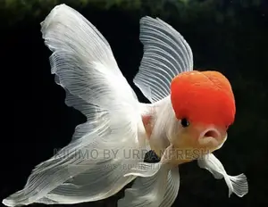 Red Cap Oranda Ornamental Fish Moq 10.