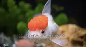 Red Cap Oranda Ornamental Fish Moq 10.