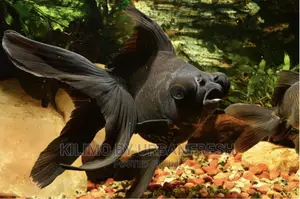 Black Moor Goldfish Ornamental Moq 10