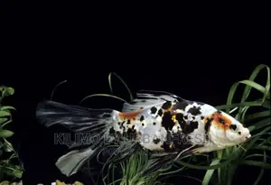 Shubunkin Ornamental Fish Moq 10