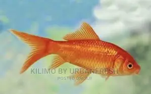 Red Comet Ornamental Fish Moq 10.
