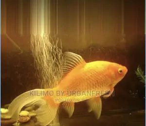 Yellow Comet Goldfish Ornamental Fish Moq 10.