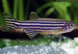 Zebra Danio Ornamental Fish Moq 10
