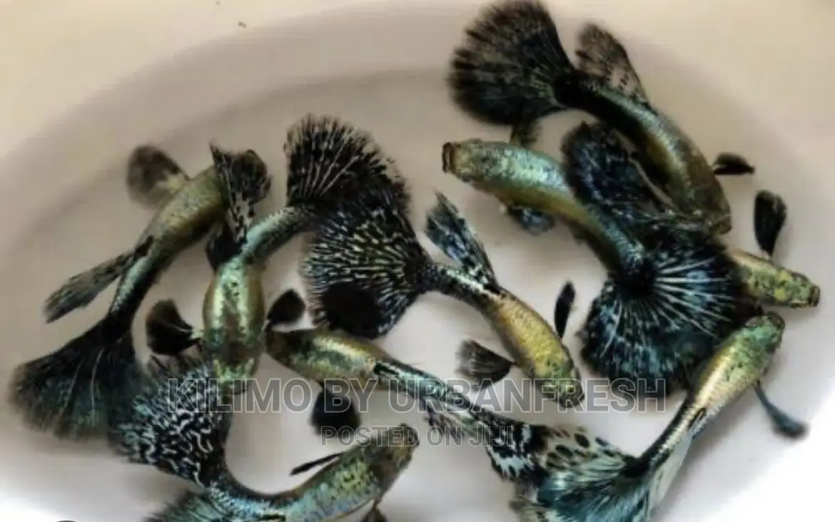 Guppy Ornamental Fish Moq 10.