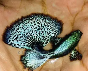 Guppy Ornamental Fish Moq 10.
