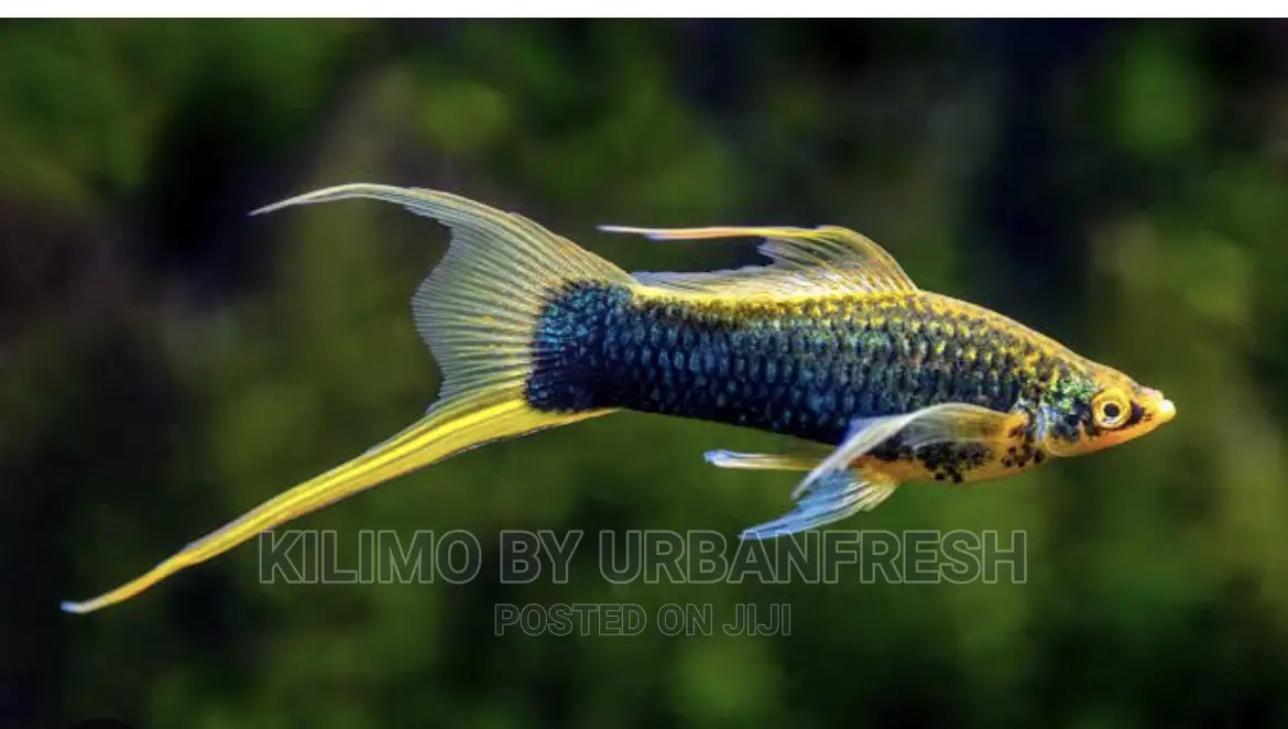 Sword Tail Ornamental Fish Moq 10