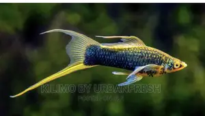 Sword Tail Ornamental Fish Moq 10