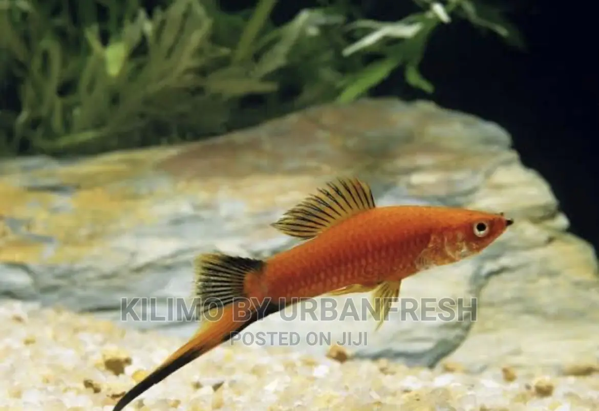 Sword Tail Ornamental Fish Moq 10