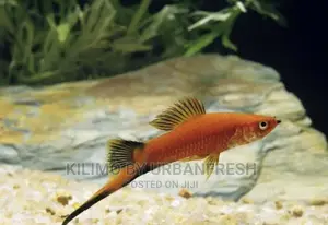 Sword Tail Ornamental Fish Moq 10