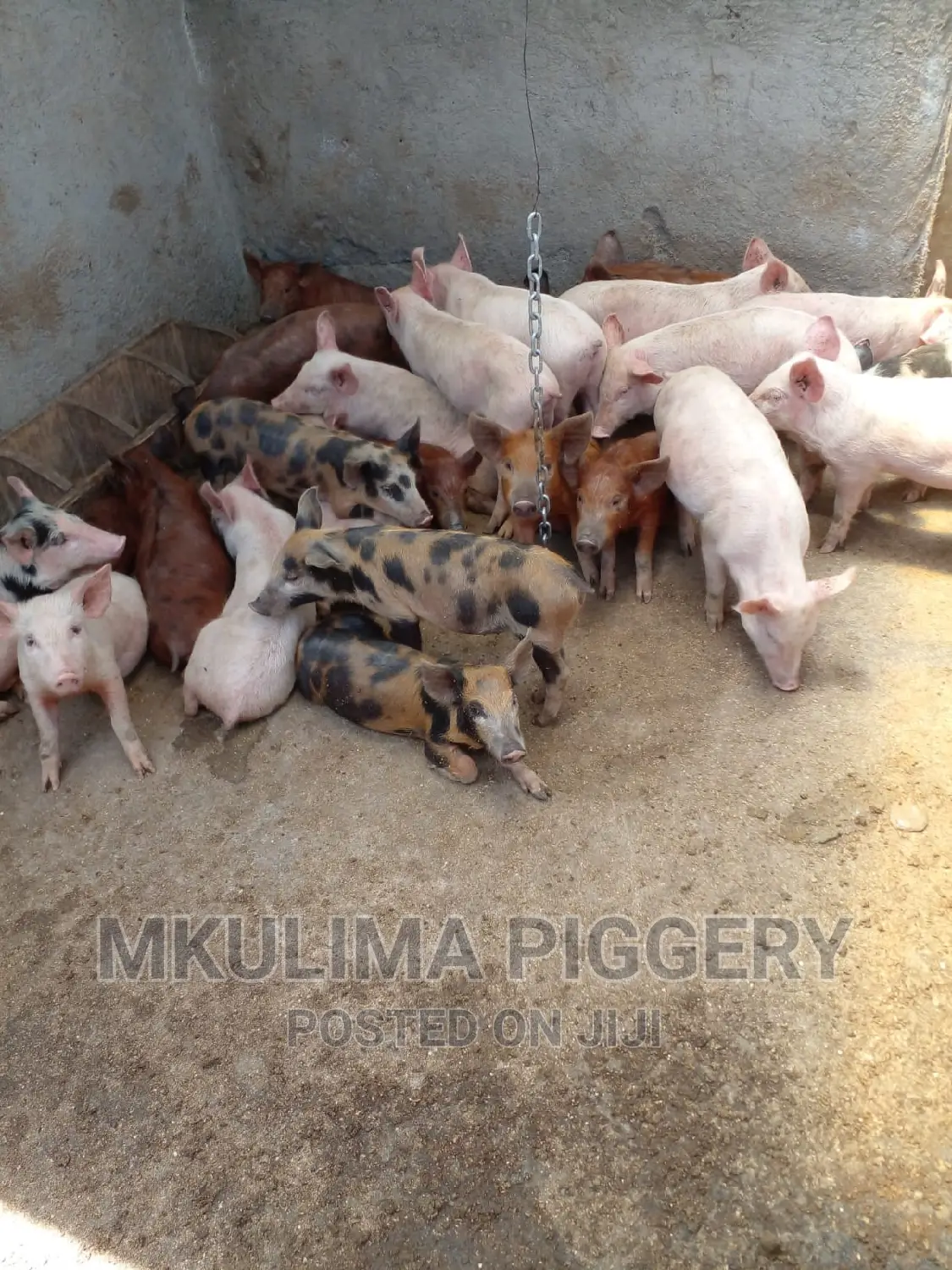 Piglets Available