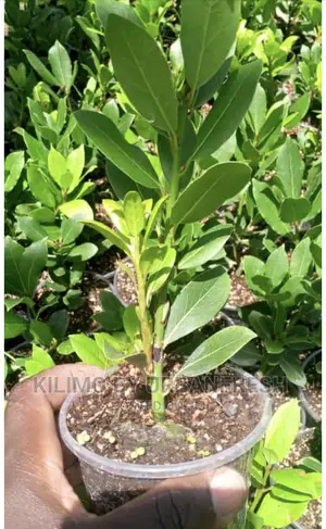 Bay Leaf Seedling Moq5