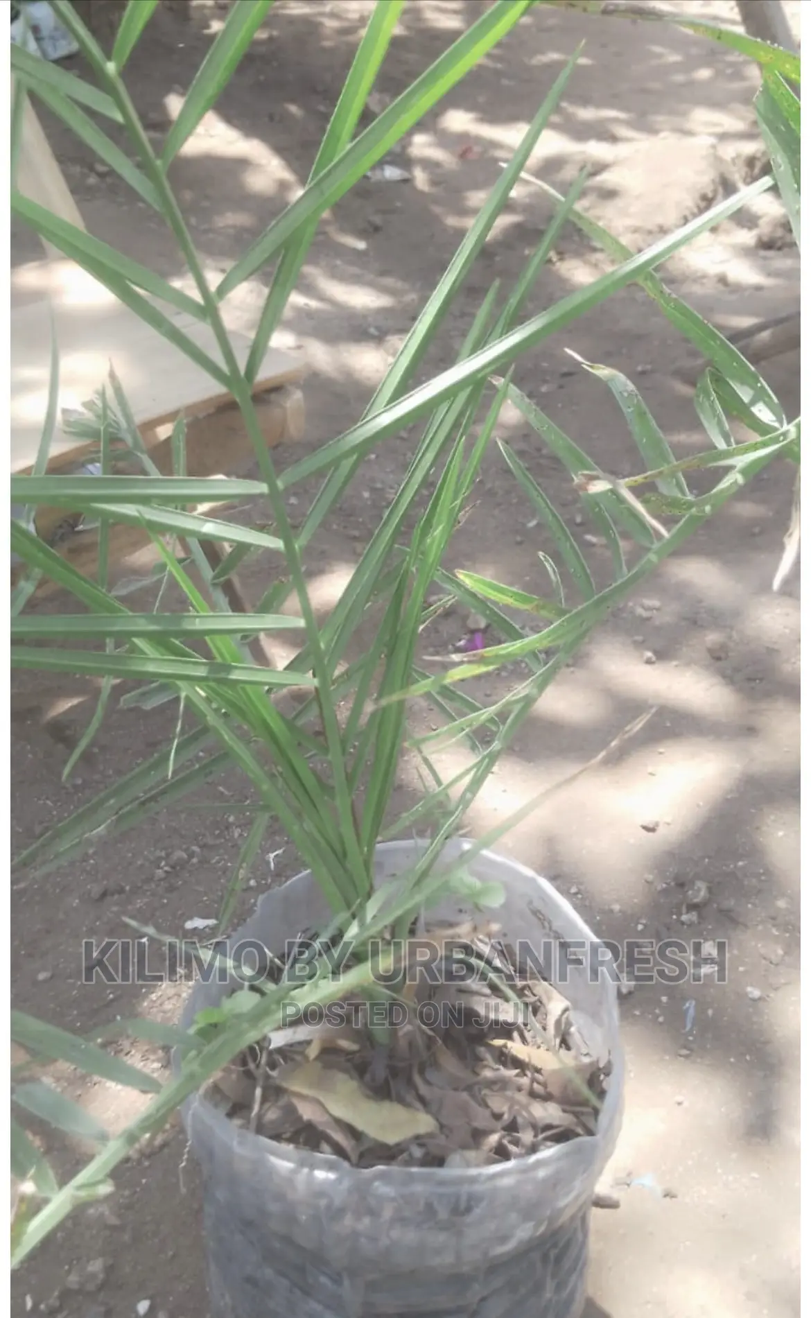 Dates Palm Seedlings