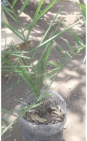 Dates Palm Seedlings