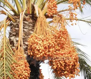 Dates Palm Seedlings