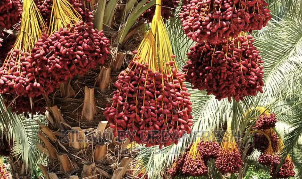 Dates Palm Seedlings