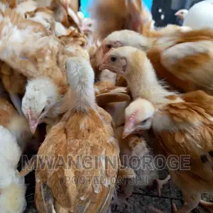 11⁄2 Month Improved Kienyeji Kenchic Chicks