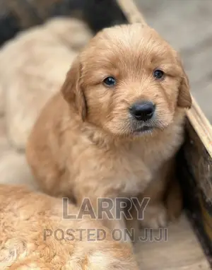 1-3 months Male Purebred Golden Retriever