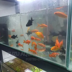Goldfish Big