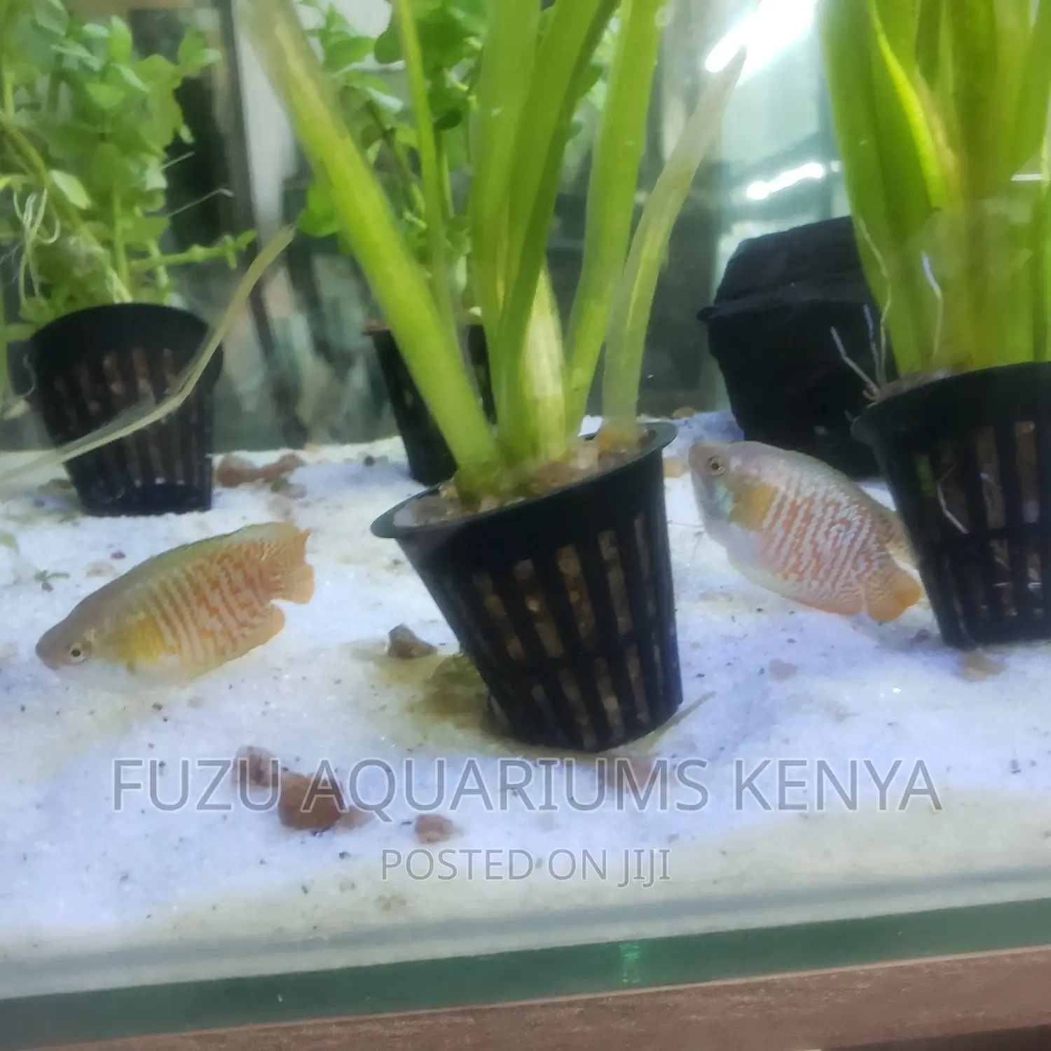 Dwarf Gouramis, Colourful