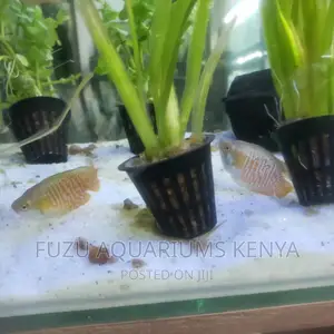 Dwarf Gouramis, Colourful
