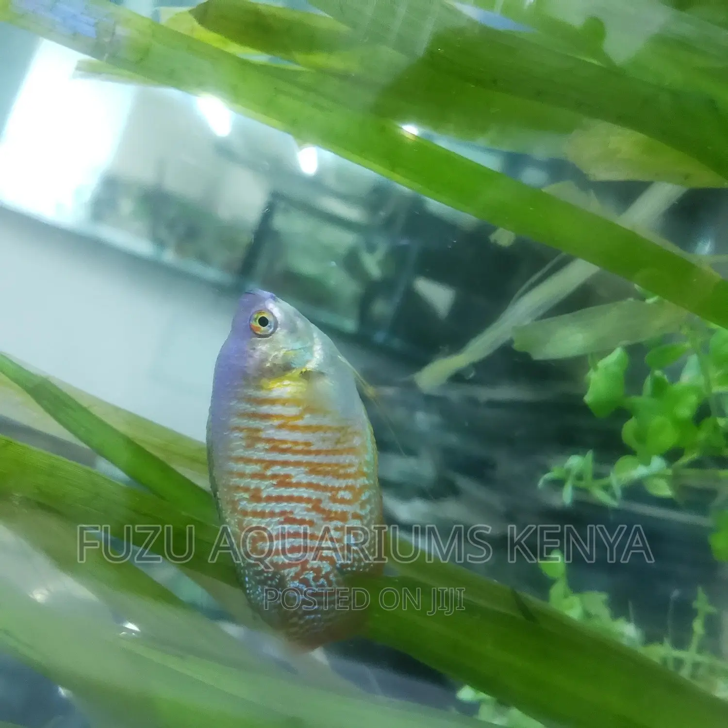 Dwarf Gouramis, Colourful