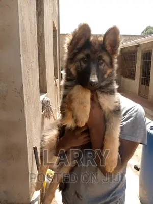 1-3 months Female Purebred German Shepherd