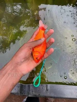 Goldfish 3 Inches
