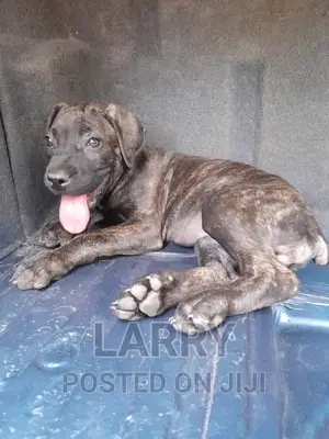 1-3 months Female Purebred Boerboel