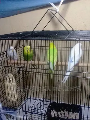 Bird Cages Most Colours Available