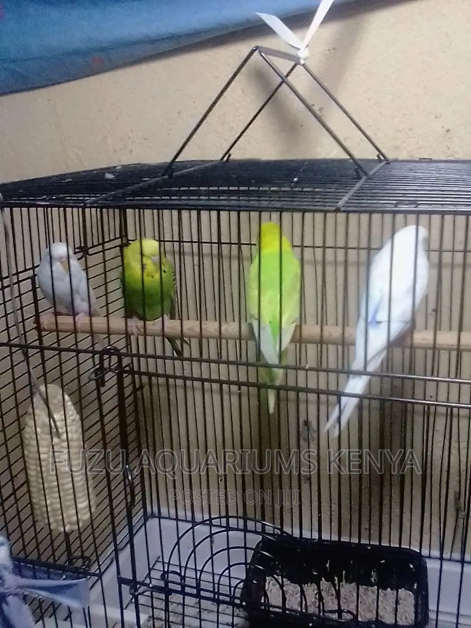 Bird Cages Most Colours Available