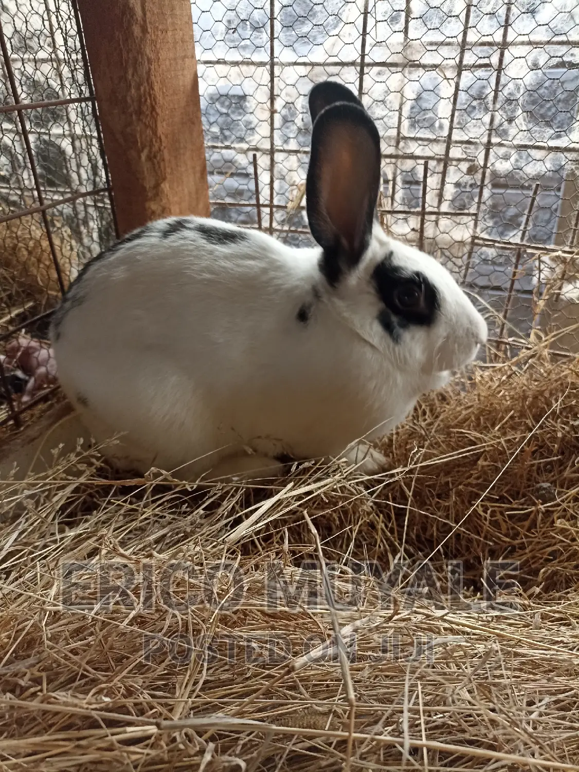 Rabbit Farming