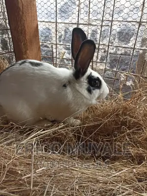 Rabbit Farming