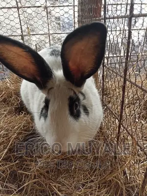 Rabbit Farming