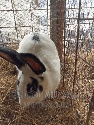 Rabbit Farming